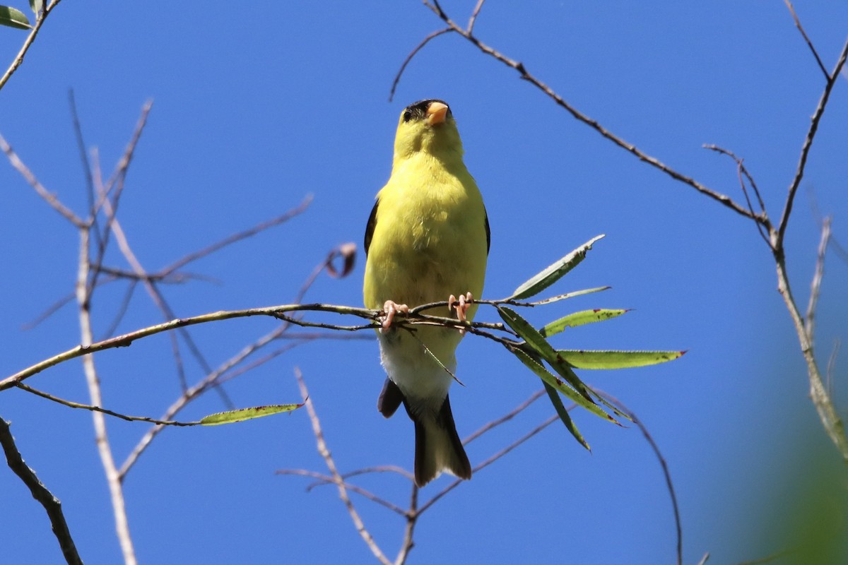 American Goldfinch - ML474860371
