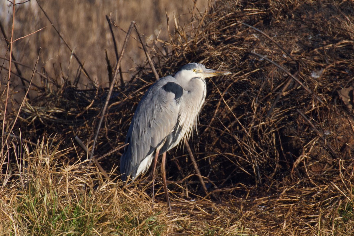 Gray Heron - ML474860381