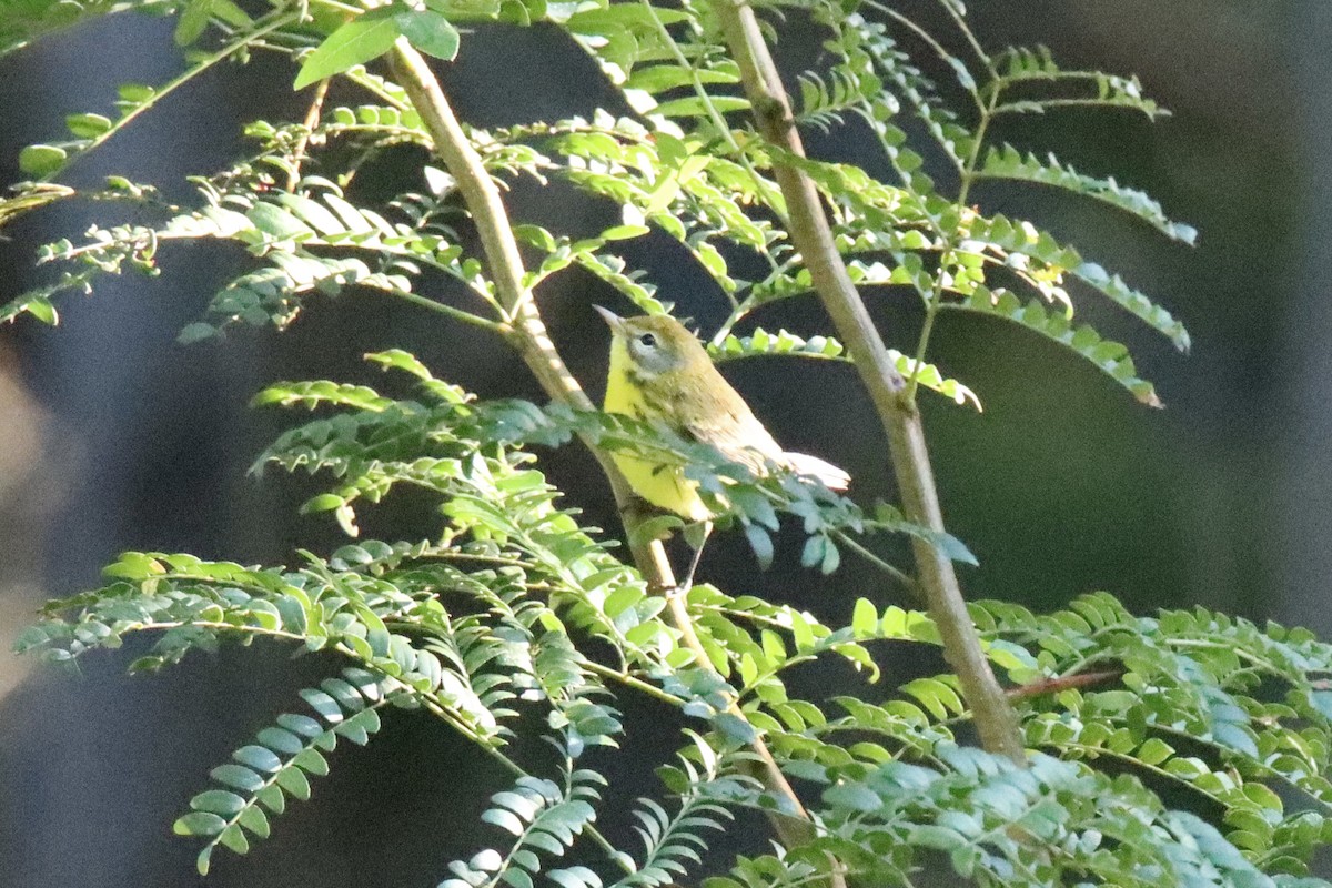 Prairie Warbler - ML474860461