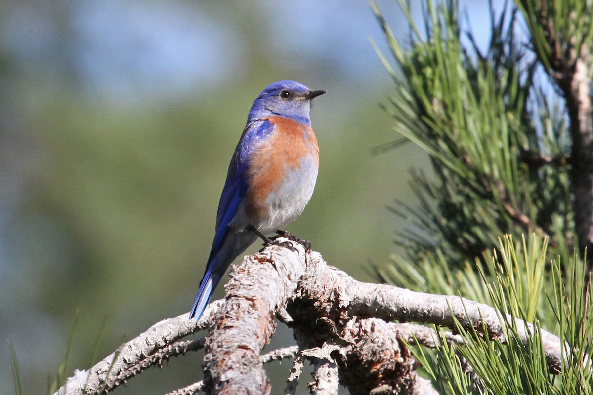 Western Bluebird - ML47486111