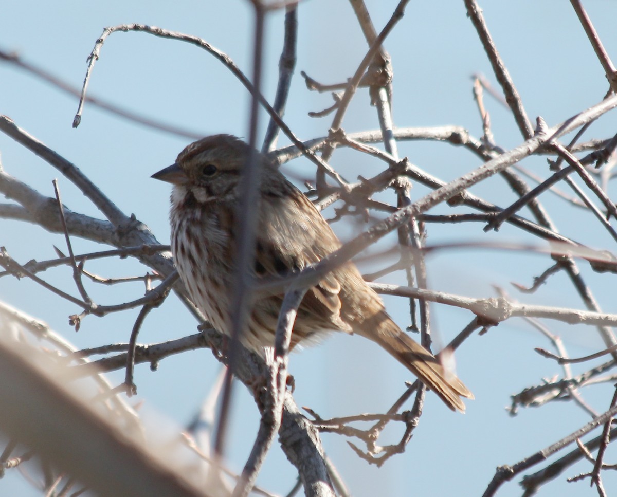 Song Sparrow - ML47486211