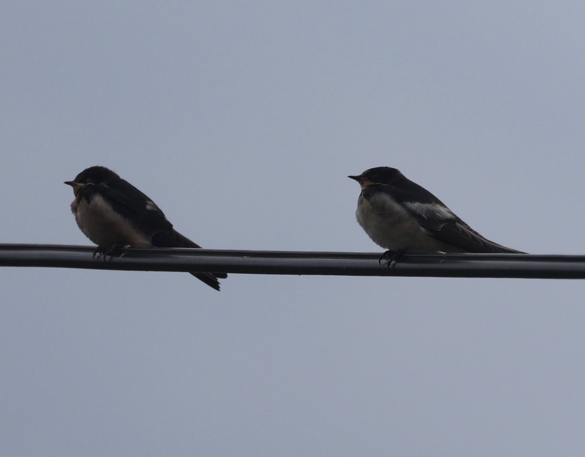 Barn Swallow (American) - ML474862701