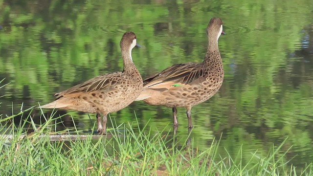 White-cheeked Pintail - ML474862721
