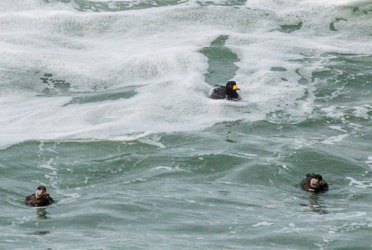 amerikasvartand - ML474863551