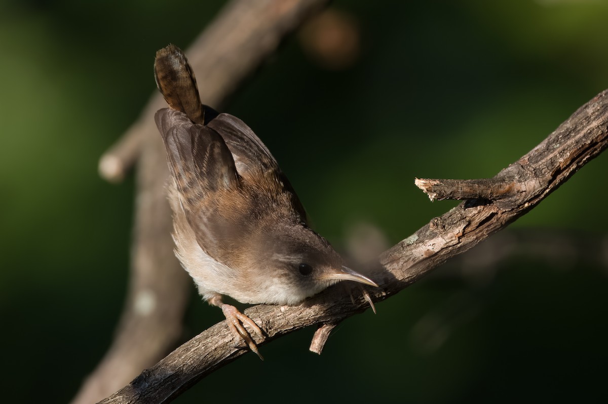 Marsh Wren - ML474865651