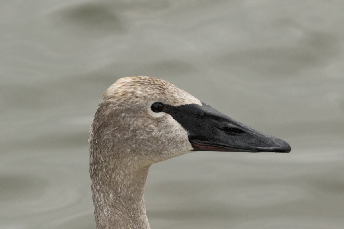 Trumpeter Swan - Tom Blevins