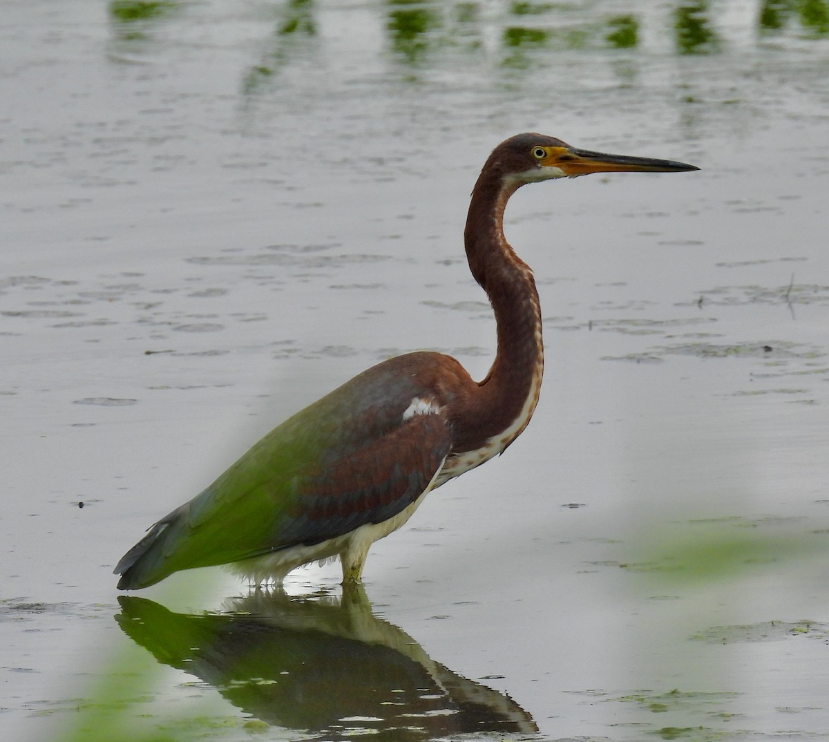 Tricolored Heron - ML474866391