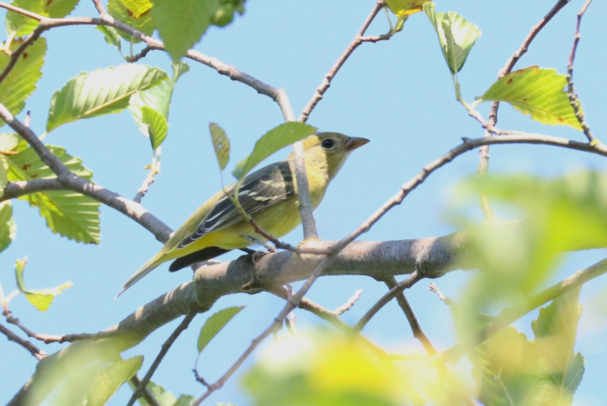 Western Tanager - ML474866621