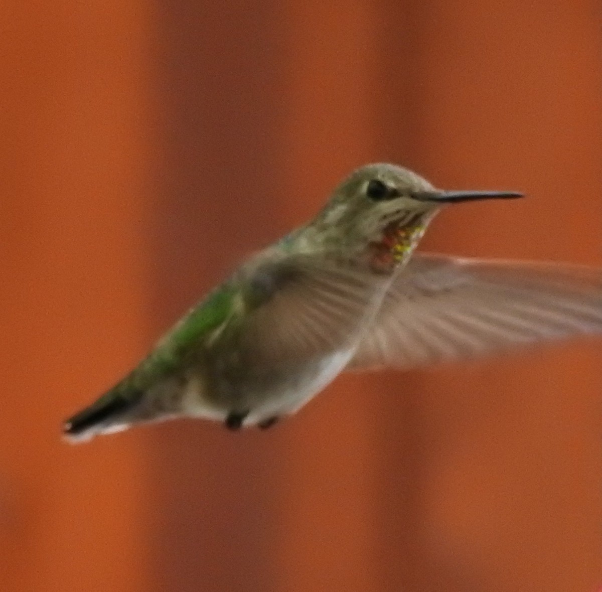 Colibrí de Anna - ML47486691