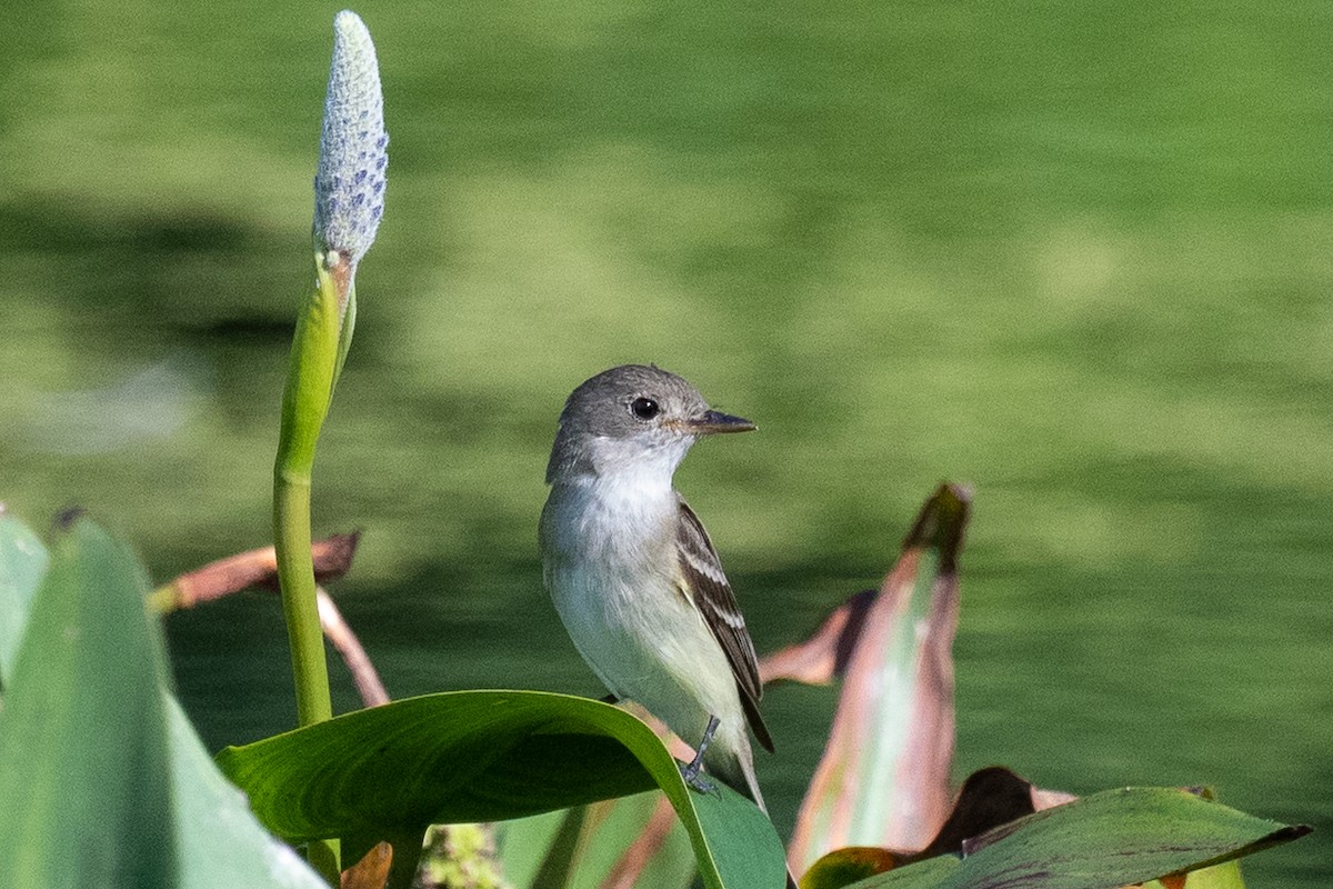 Willow Flycatcher - ML474867211