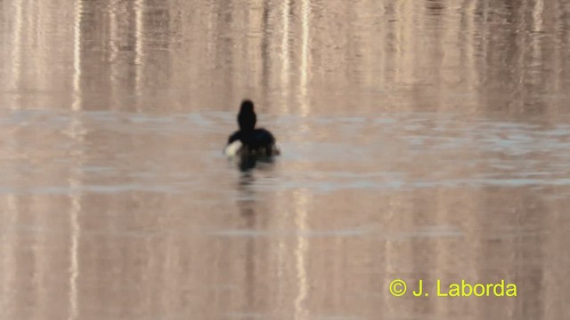 Tufted Duck - ML474868271