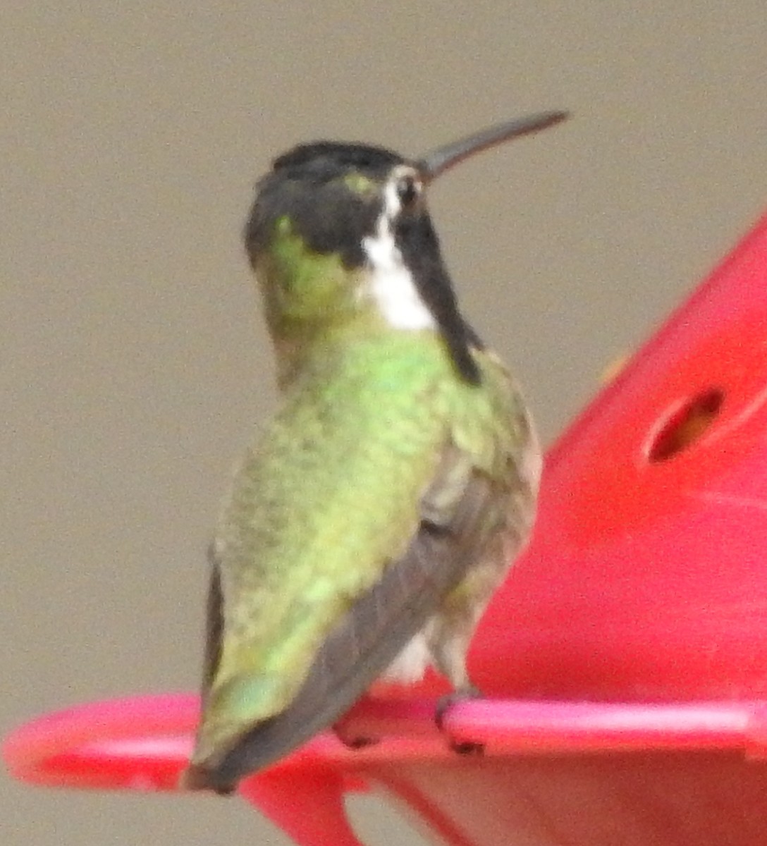 Costa's Hummingbird - ML47486931