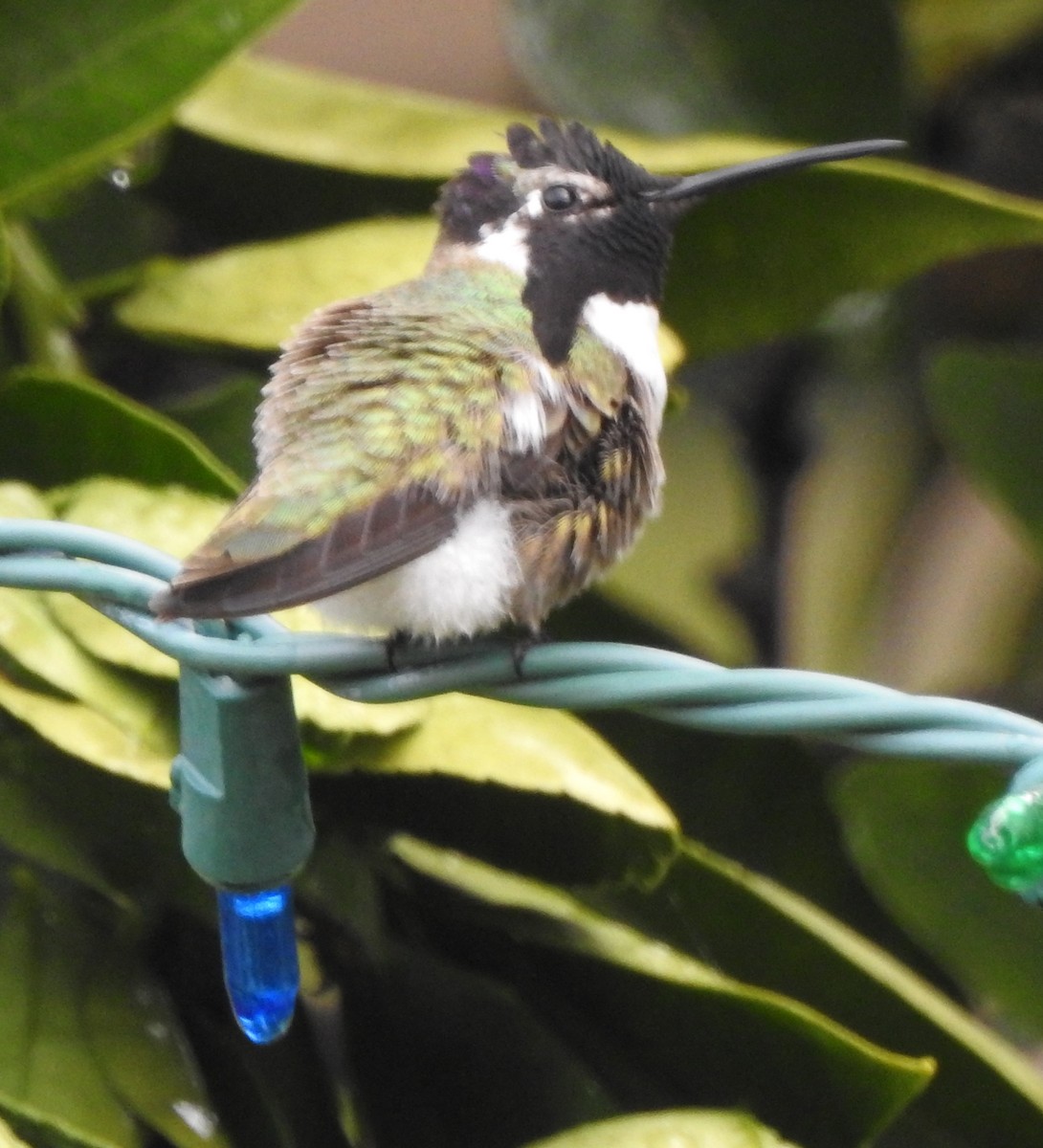 Costa's Hummingbird - ML47486941