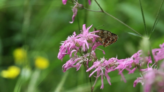 Harris's Checkerspot - ML474870