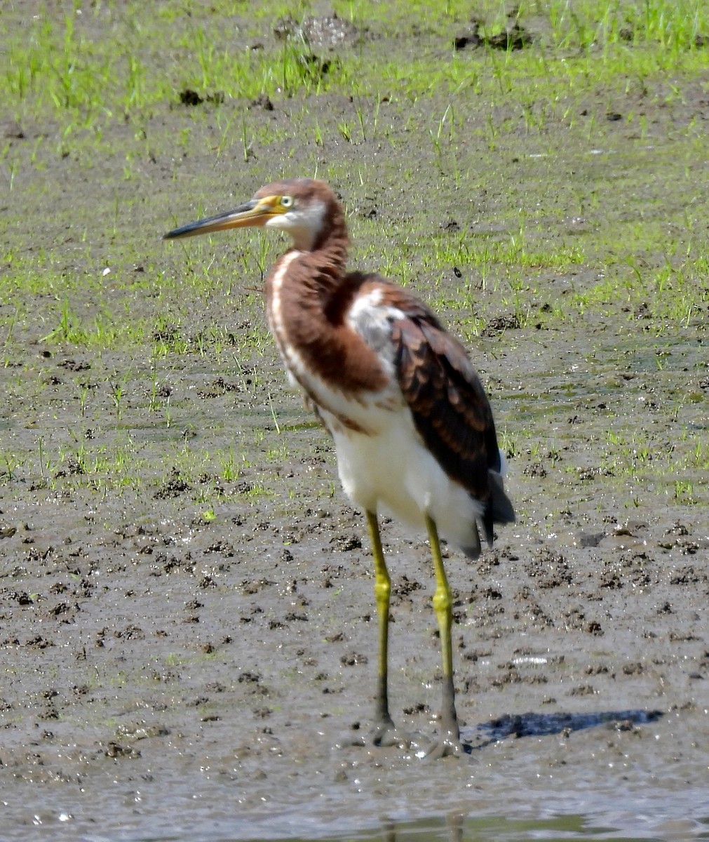 Tricolored Heron - Van Remsen