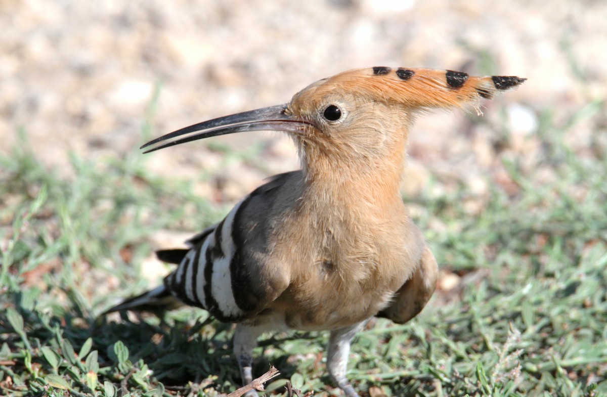 Eurasian Hoopoe - ML474871081