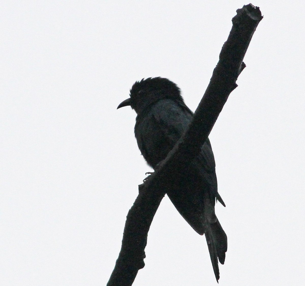 Cuclillo Drongo Colitruncado - ML47487141