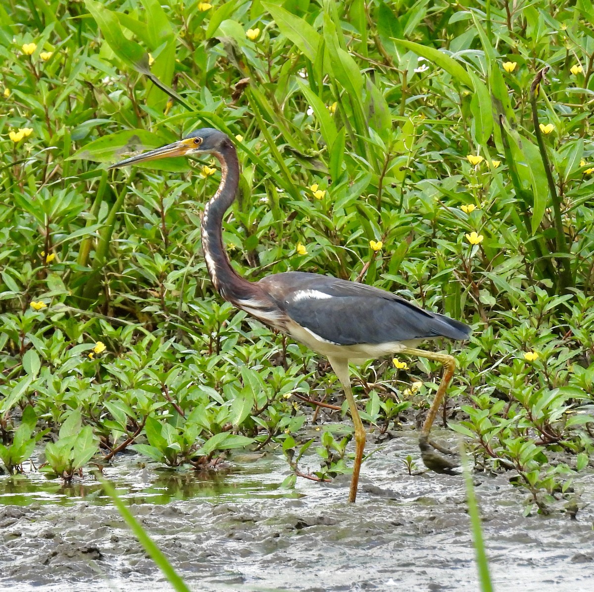 Tricolored Heron - Van Remsen