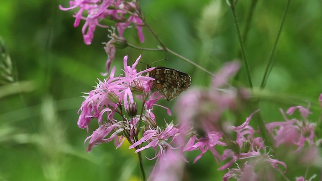 Harris's Checkerspot - ML474872