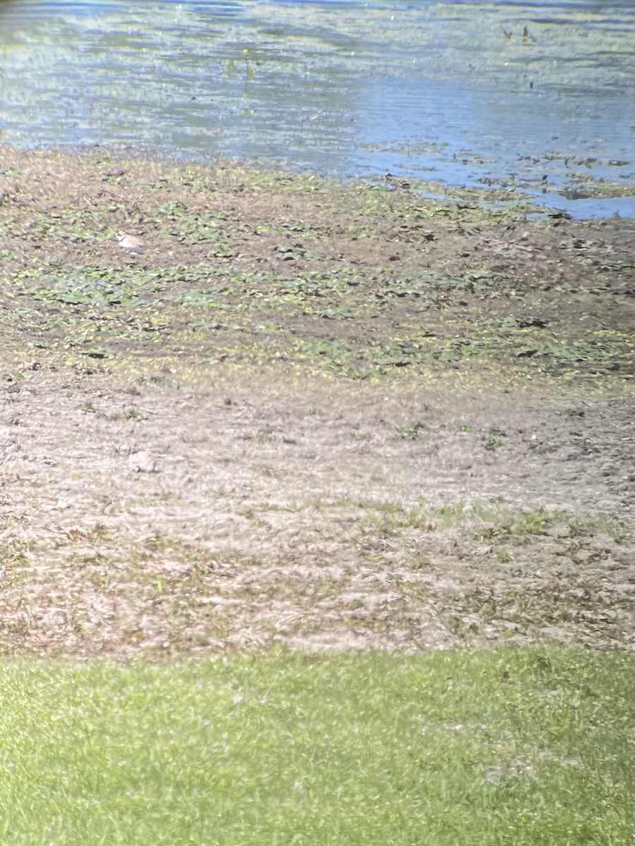 Eskimoregenpfeifer - ML474872591