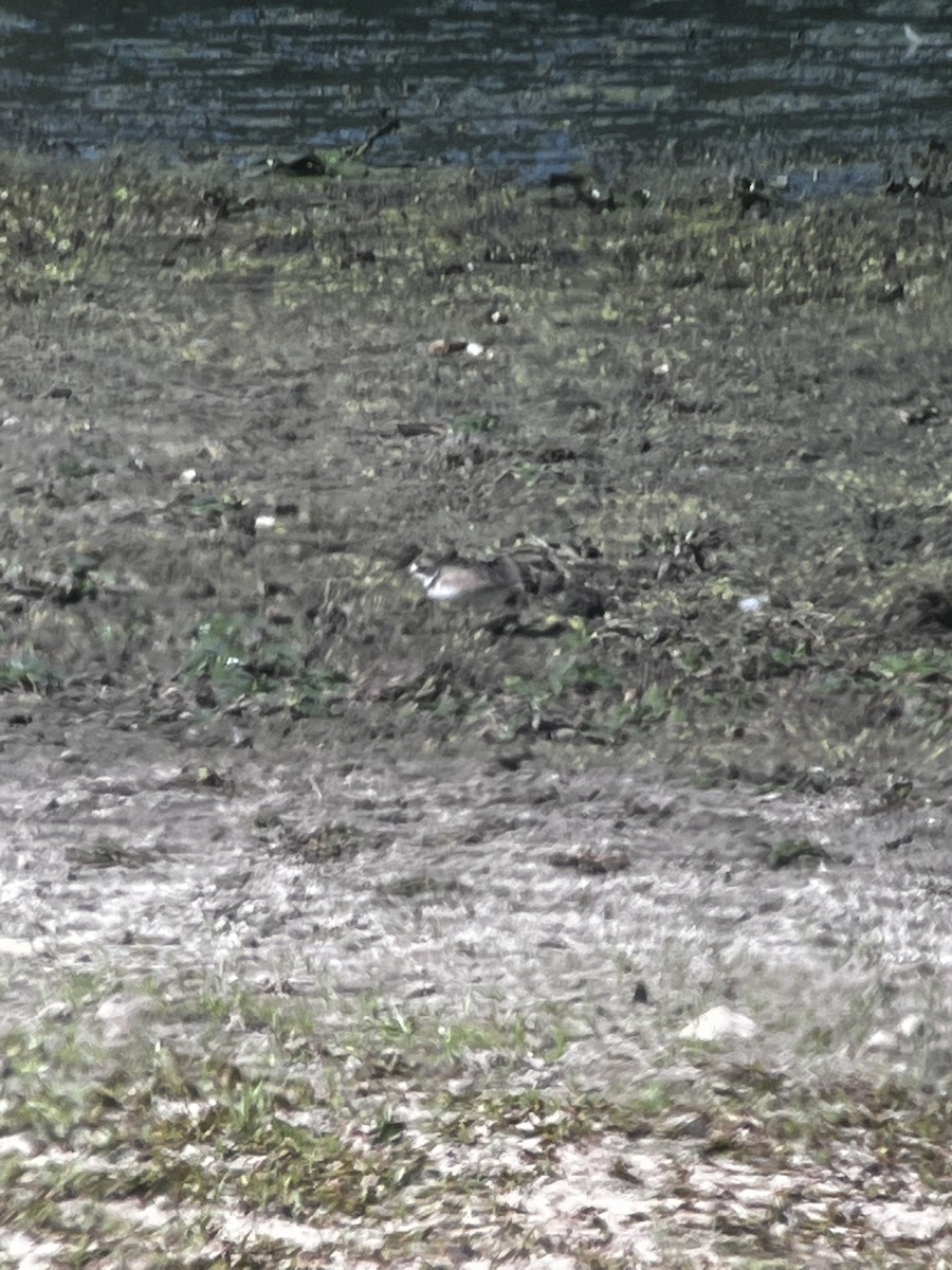 Eskimoregenpfeifer - ML474872611