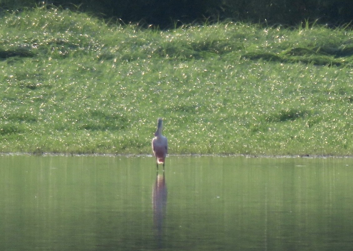 Roseate Spoonbill - ML474874161