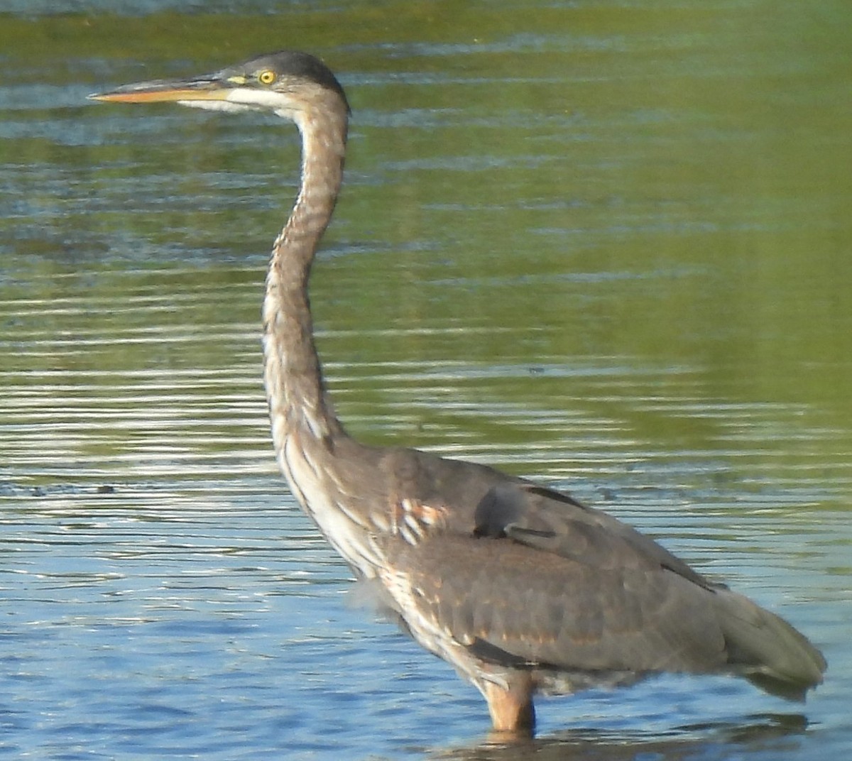 Great Blue Heron - Carole Gall