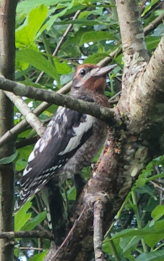 Red-naped/Red-breasted Sapsucker - ML474874571