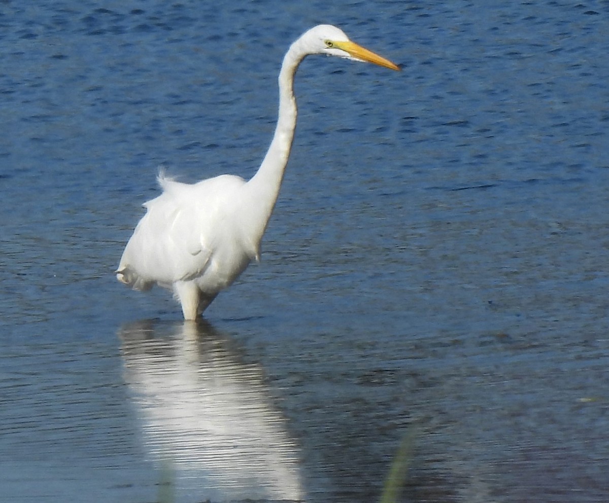 Great Egret - Carole Gall