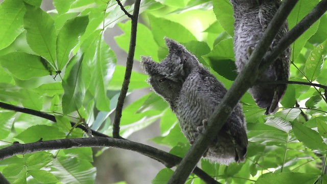 Eastern Screech-Owl (Northern) - ML474875