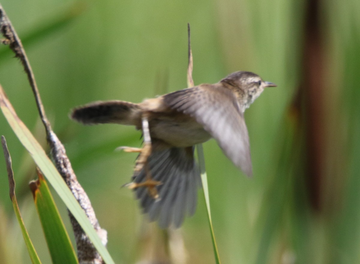 Marsh Wren - ML474875321