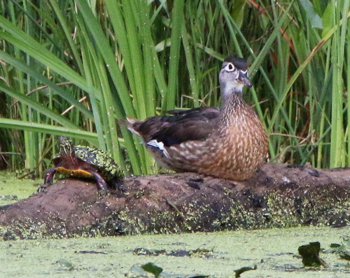 Wood Duck - ML474875411