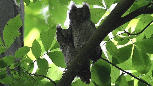 Eastern Screech-Owl (Northern) - ML474876