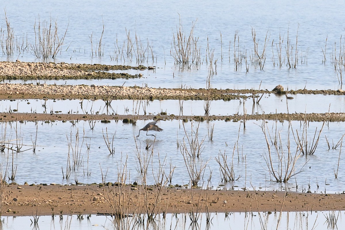 Reddish Egret - Lawrence Haller