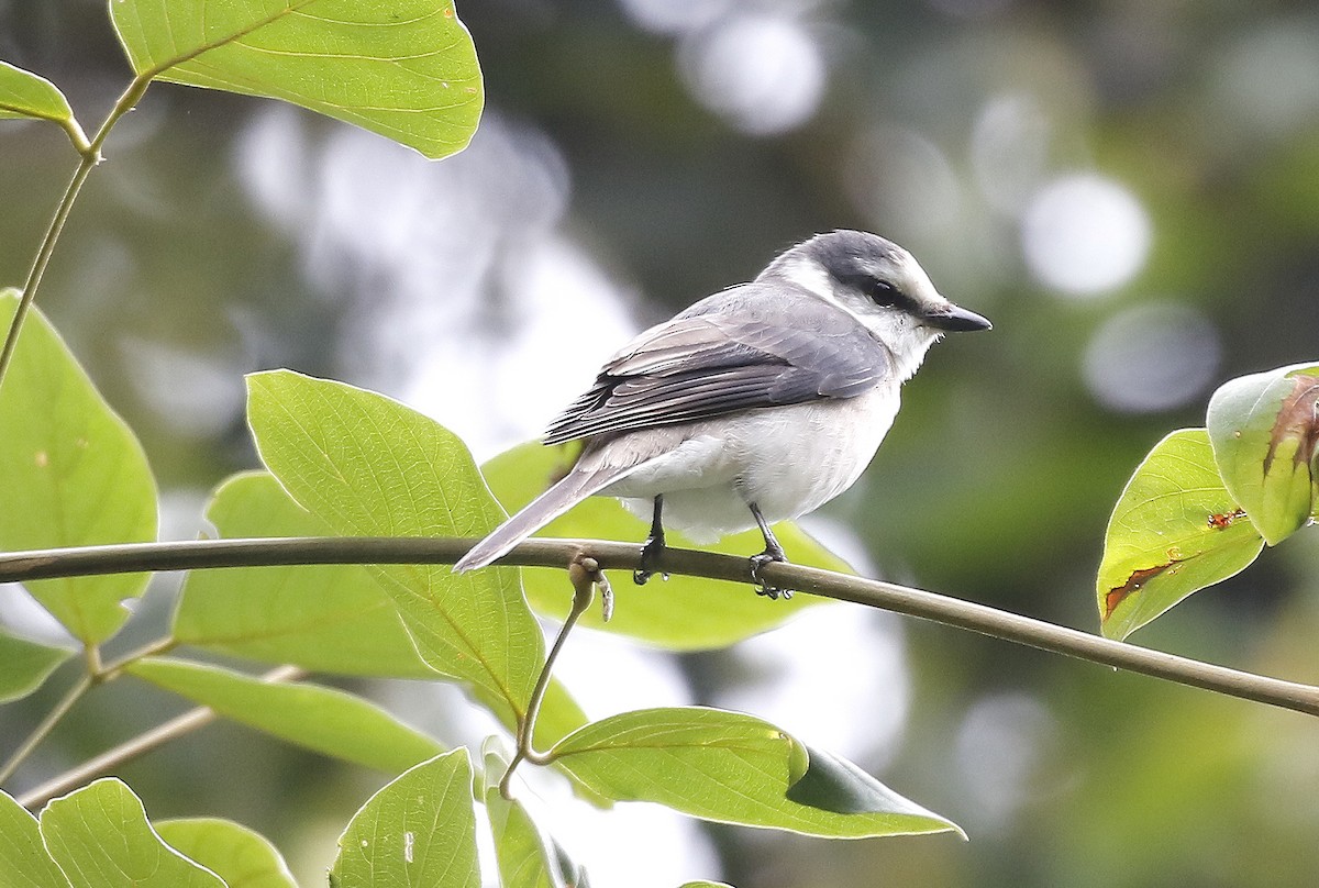 Brown-rumped Minivet - ML47487651