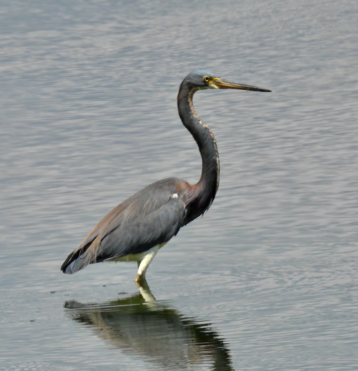 Tricolored Heron - Van Remsen