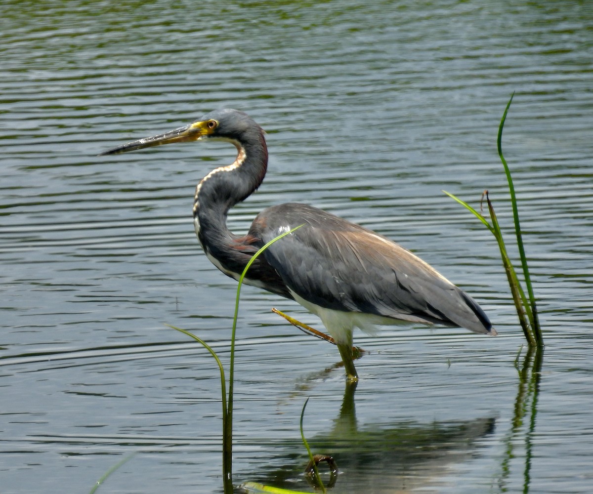 Tricolored Heron - Van Remsen