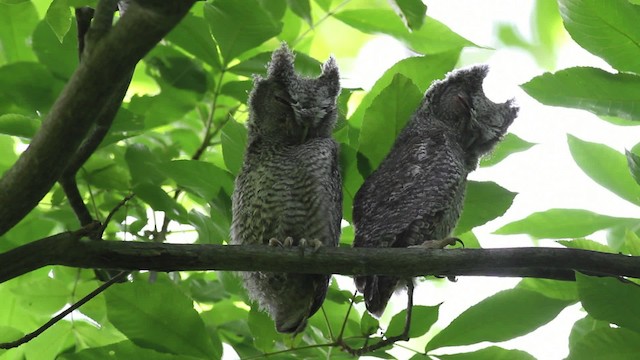 Eastern Screech-Owl (Northern) - ML474877