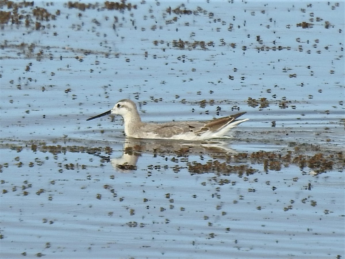 hvithalesvømmesnipe - ML474877341