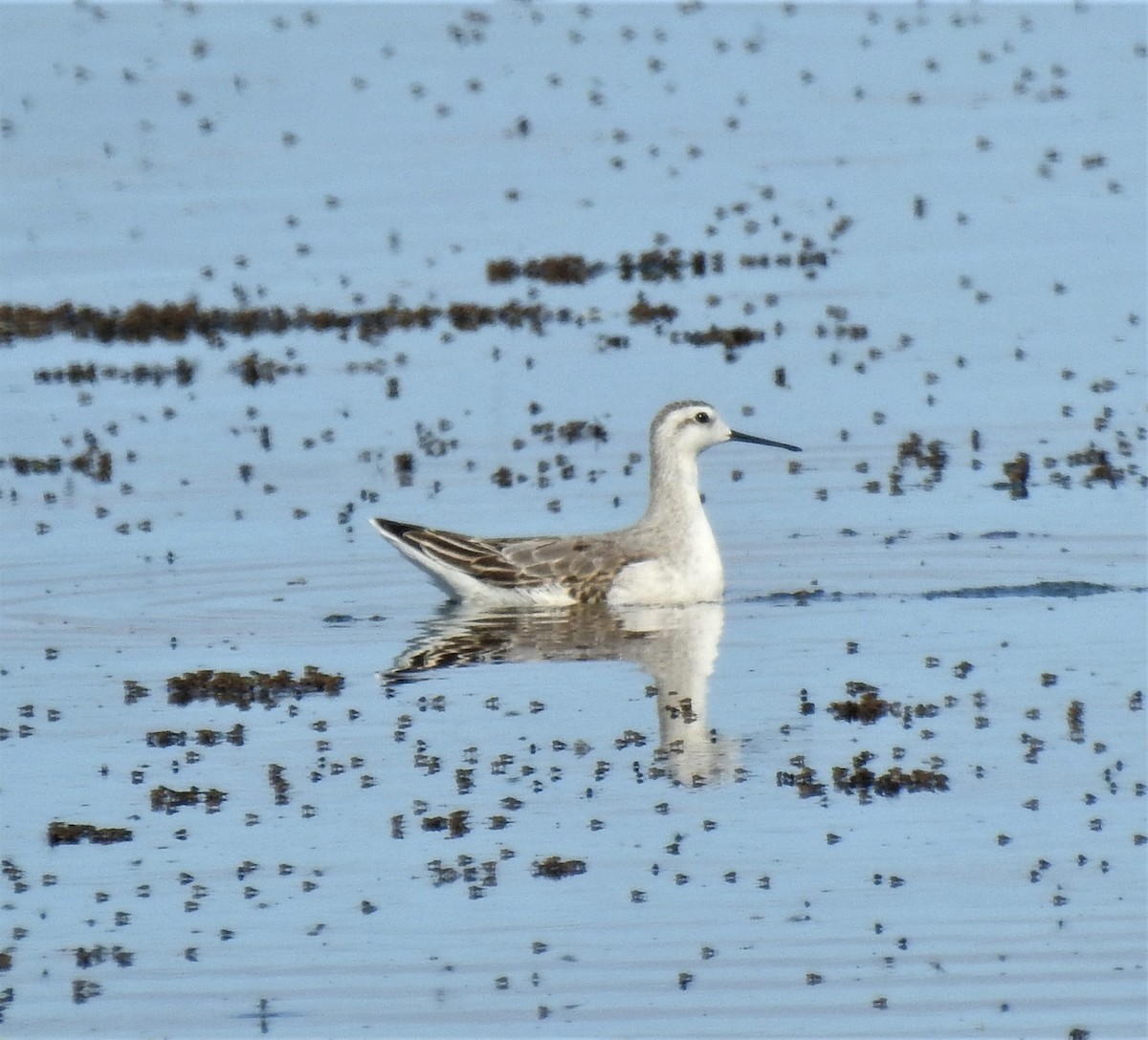 hvithalesvømmesnipe - ML474877361