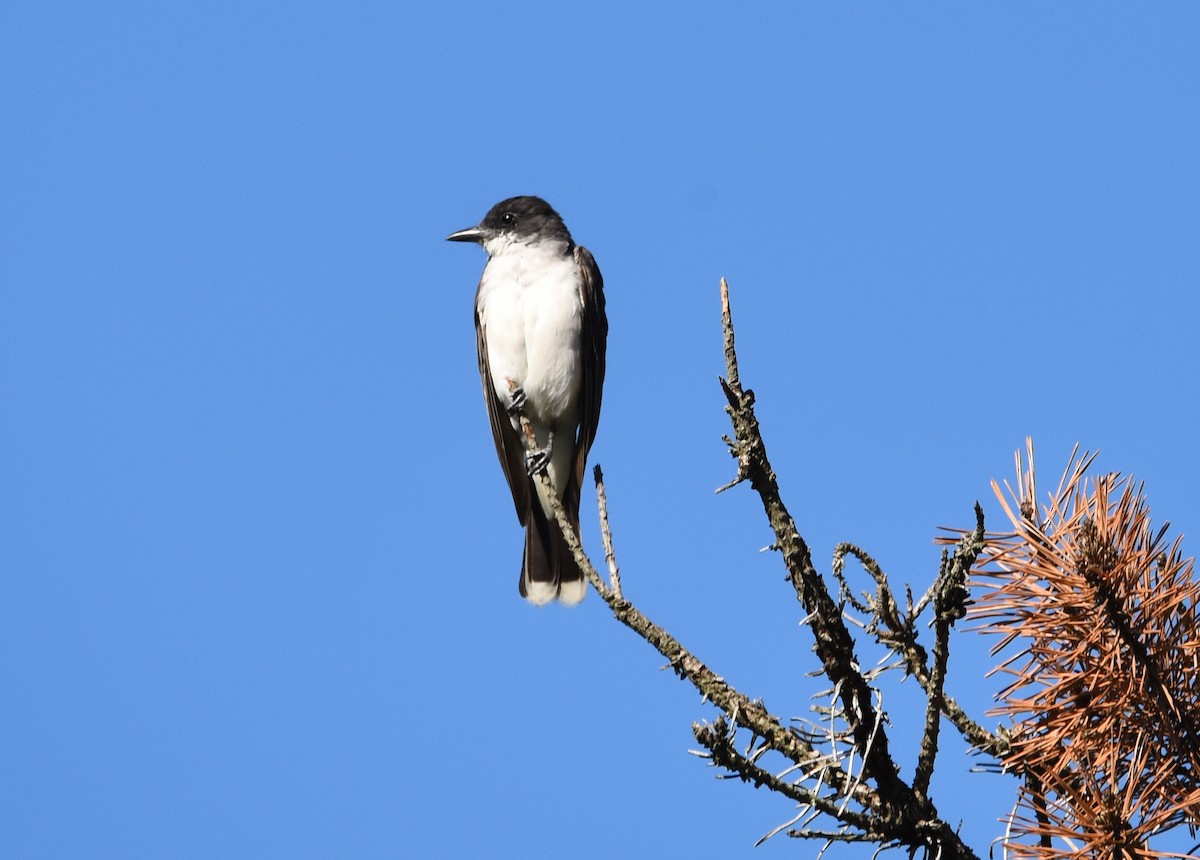 Eastern Kingbird - Tom Buehl Jr.