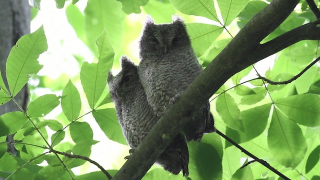 Eastern Screech-Owl (Northern) - ML474878