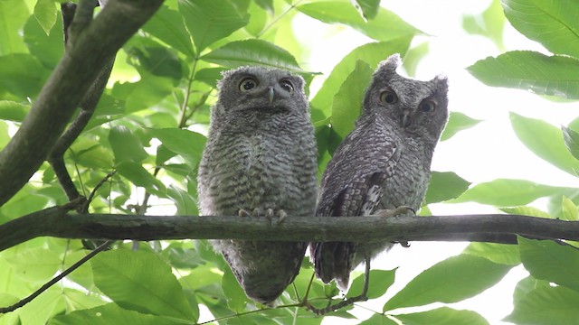 Eastern Screech-Owl (Northern) - ML474879