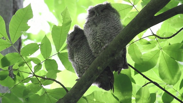 Eastern Screech-Owl (Northern) - ML474881