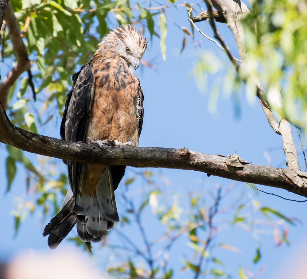 Square-tailed Kite - ML47488131