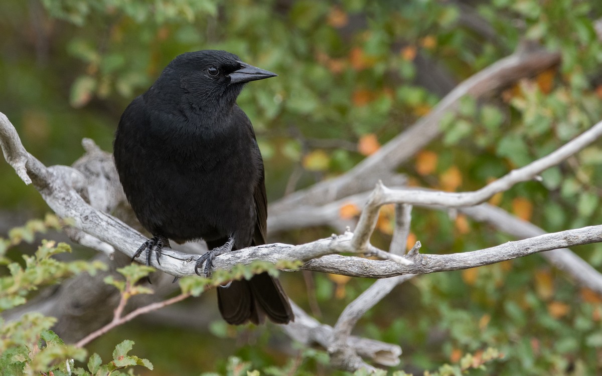 Austral Blackbird - ML474883741