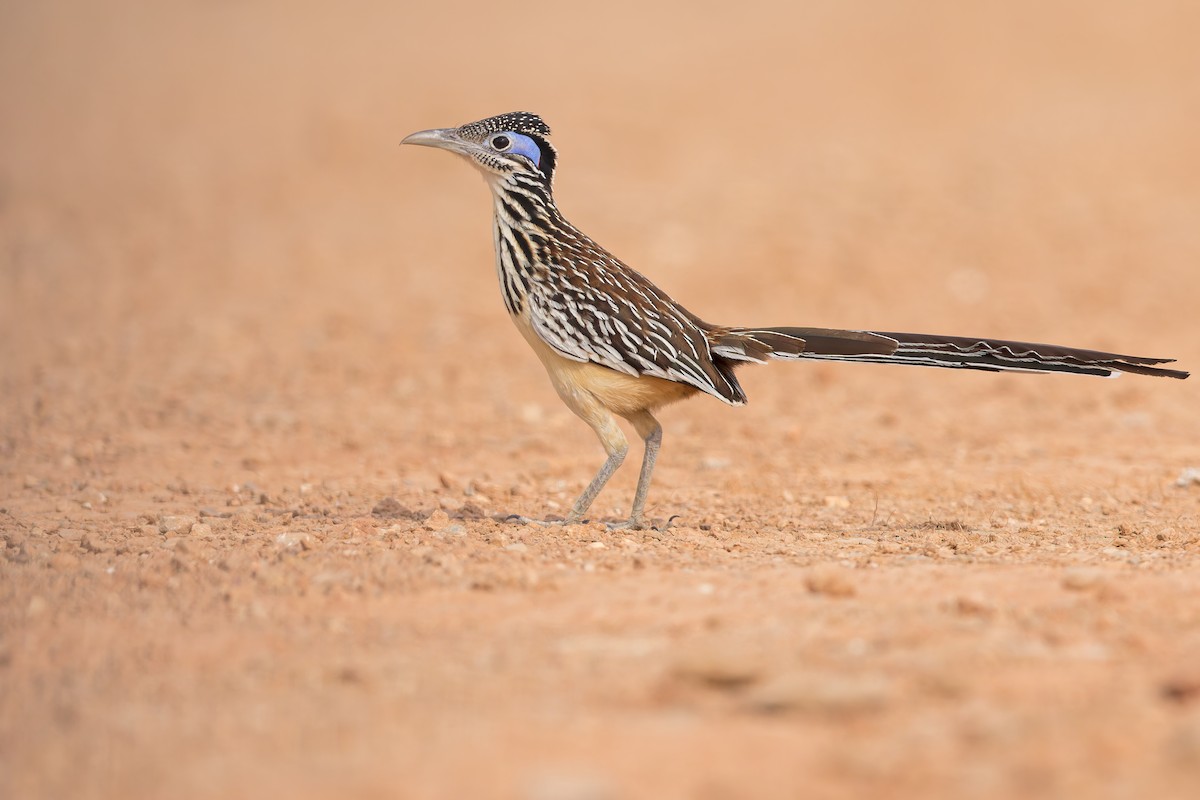 Lesser Roadrunner - Dubi Shapiro