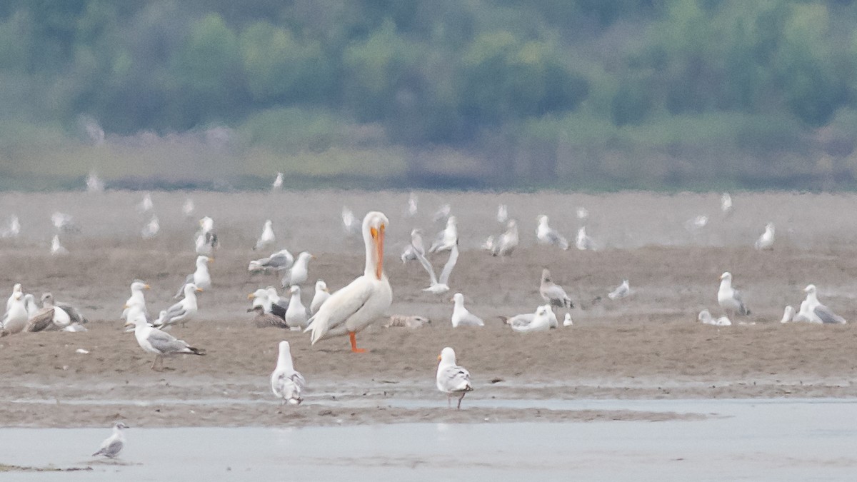 American White Pelican - ML474884711