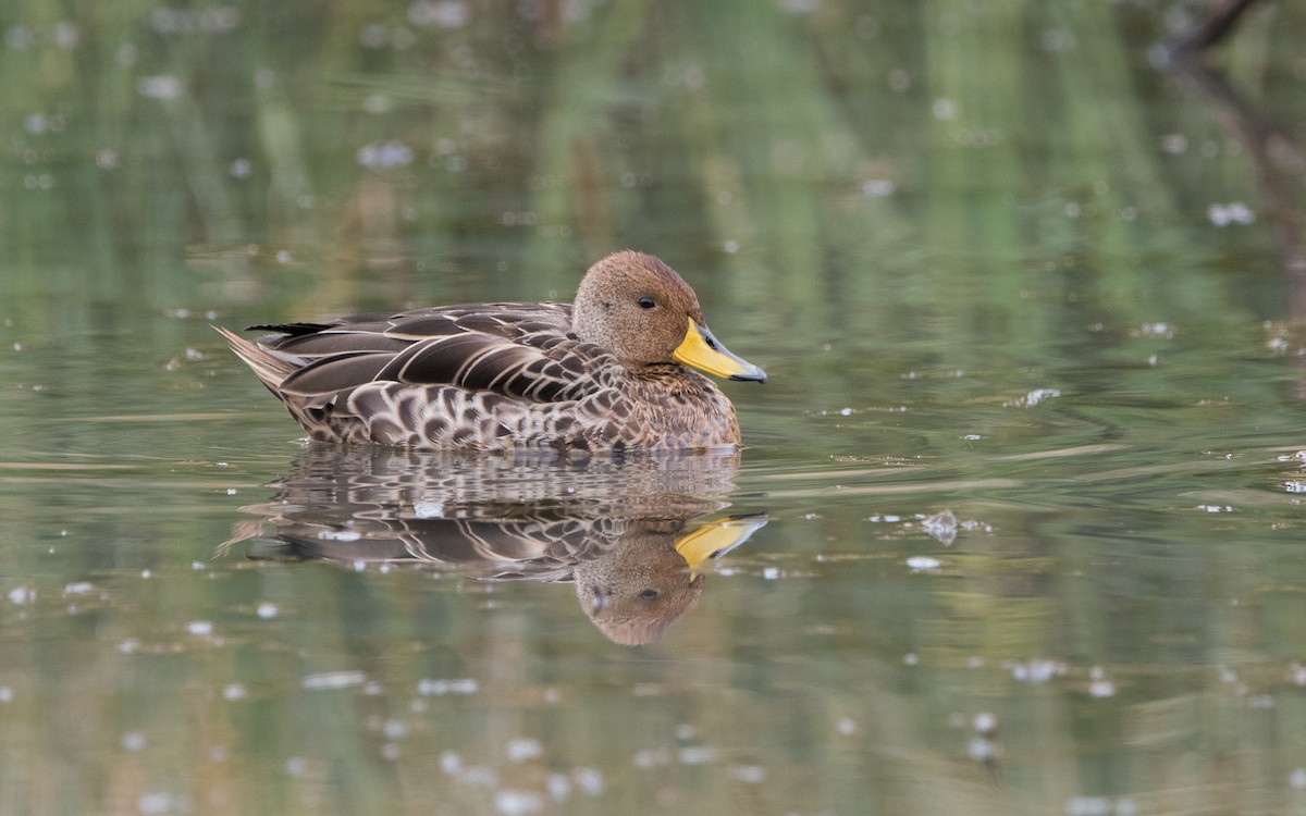 Yellow-billed Pintail - ML474884791