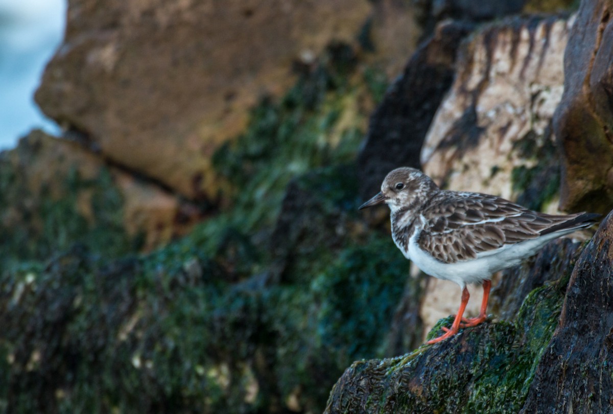 Ruddy Turnstone - ML474886331